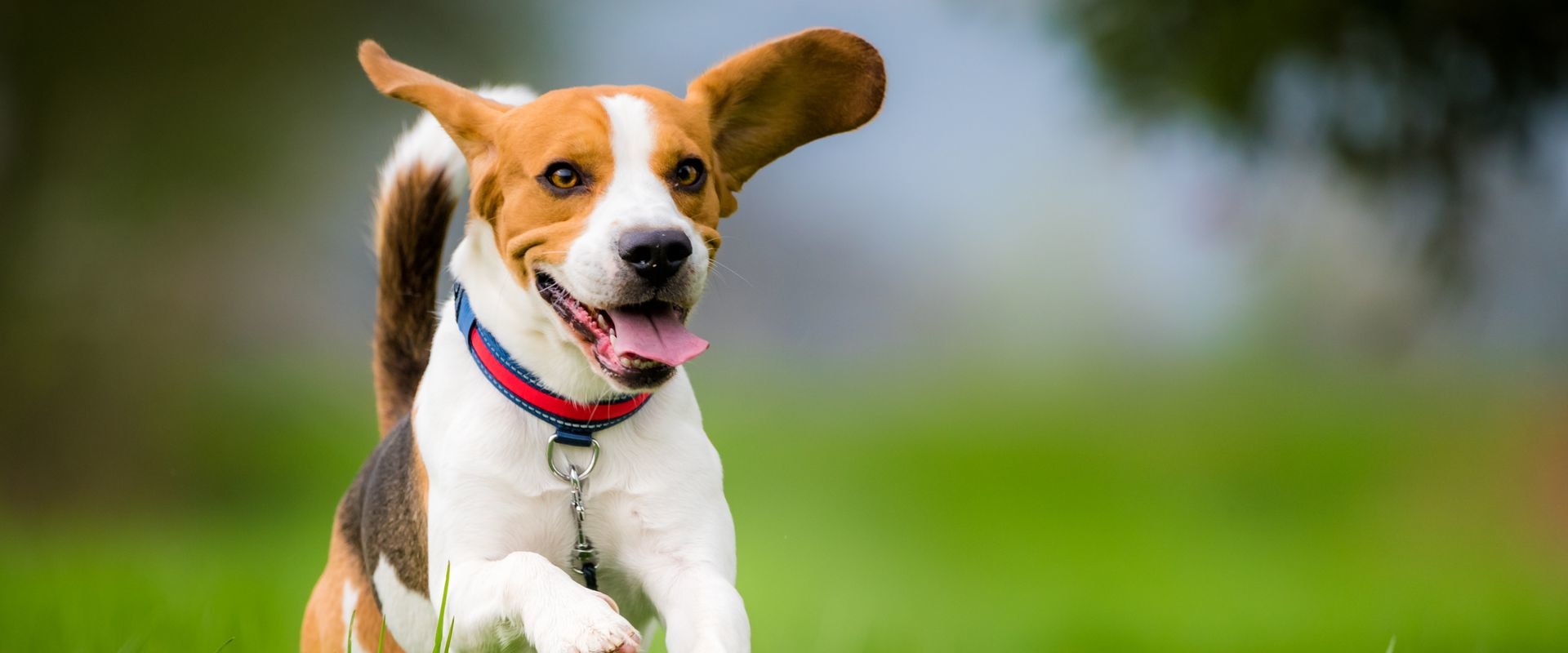 Which dog is the safest dog?