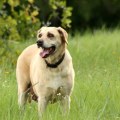 What are the 10 most popular dog?