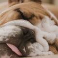 What is the best dog for lazy owners?
