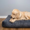The Ultimate Guide to Dog Bedding: Exploring Comfort, Style, and Durability